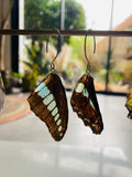 Boucle papillon véritable turquoise