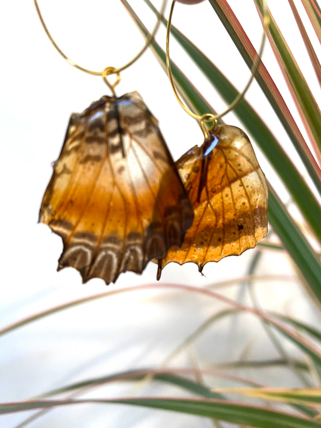 Créole Plaquée OR papillon Tigre