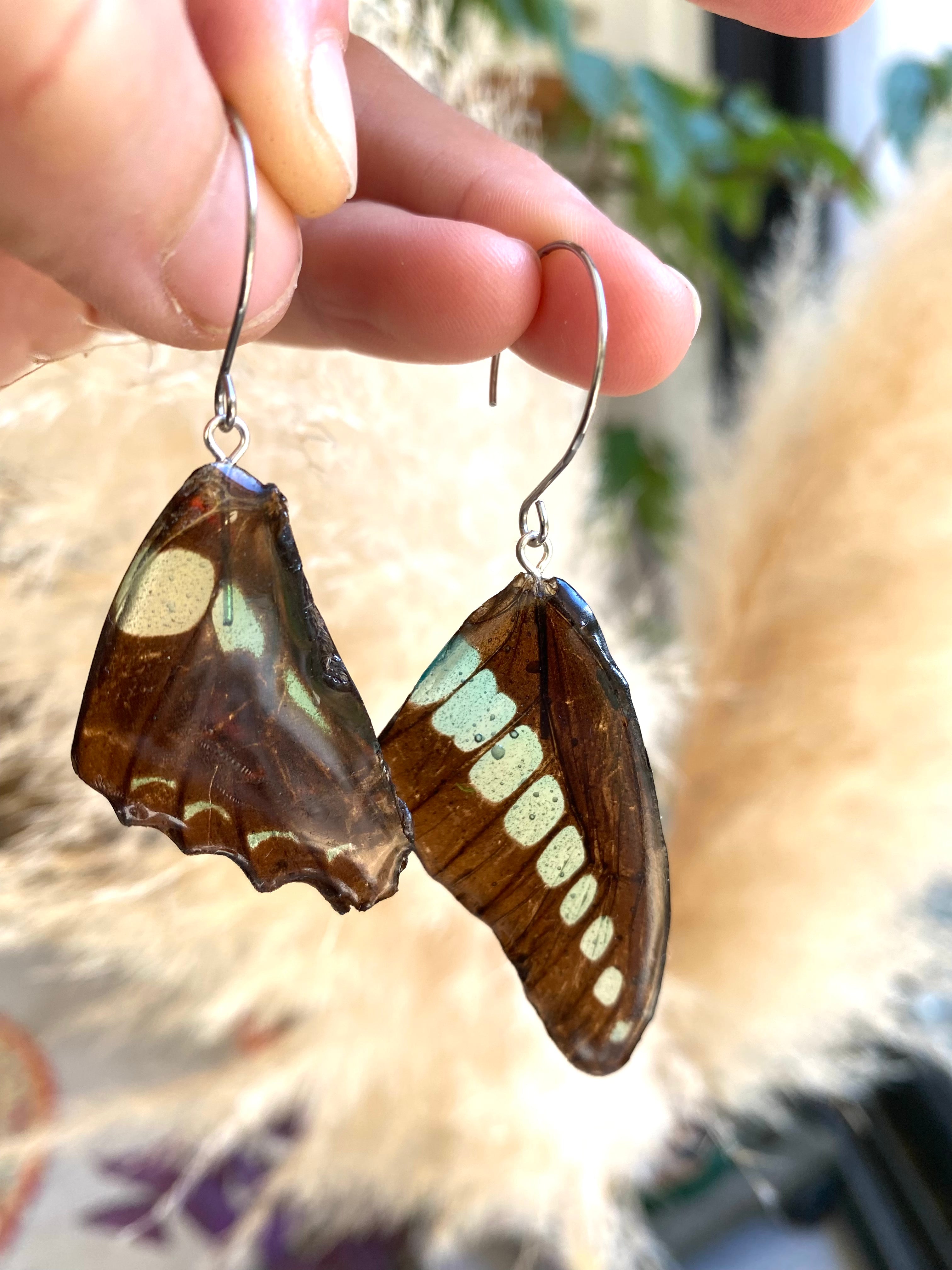 Boucle papillon véritable turquoise