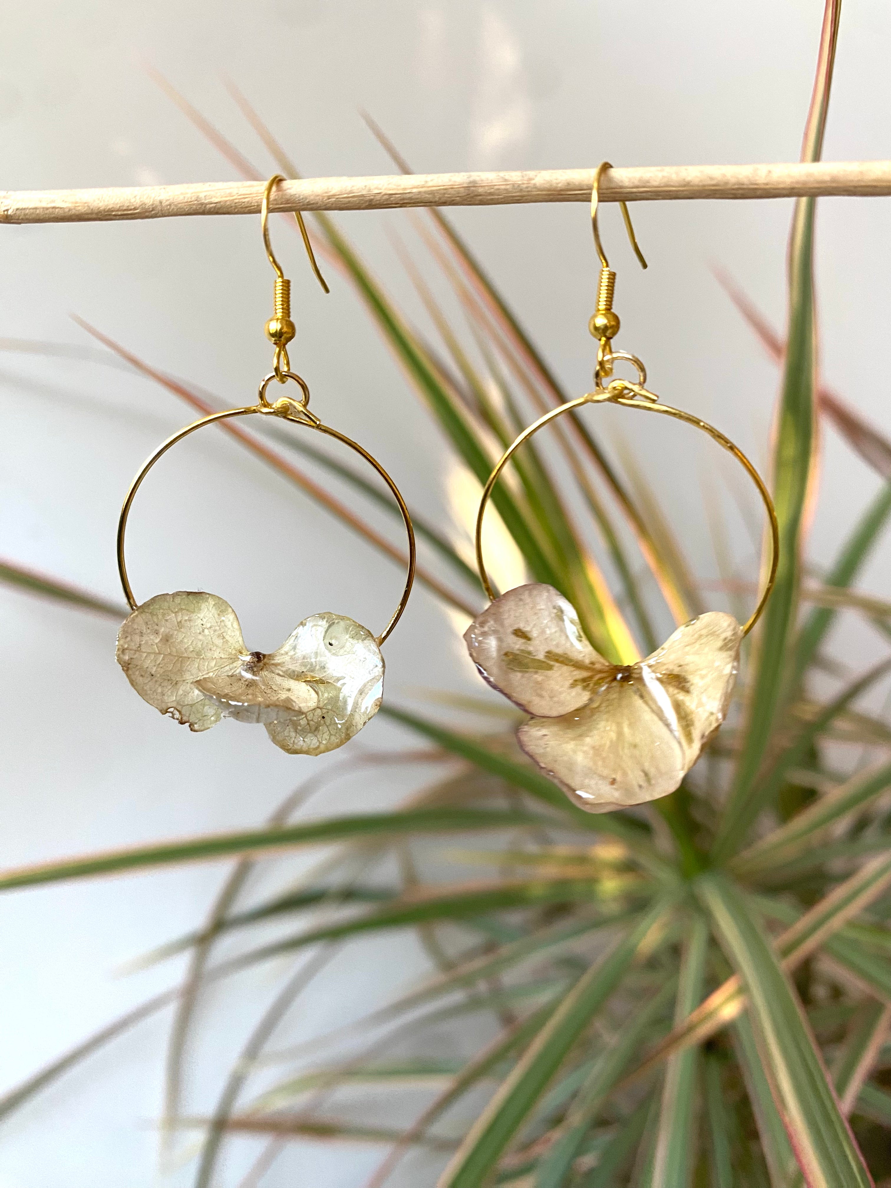 Créole dorée 3 pétales blanche Hortensia