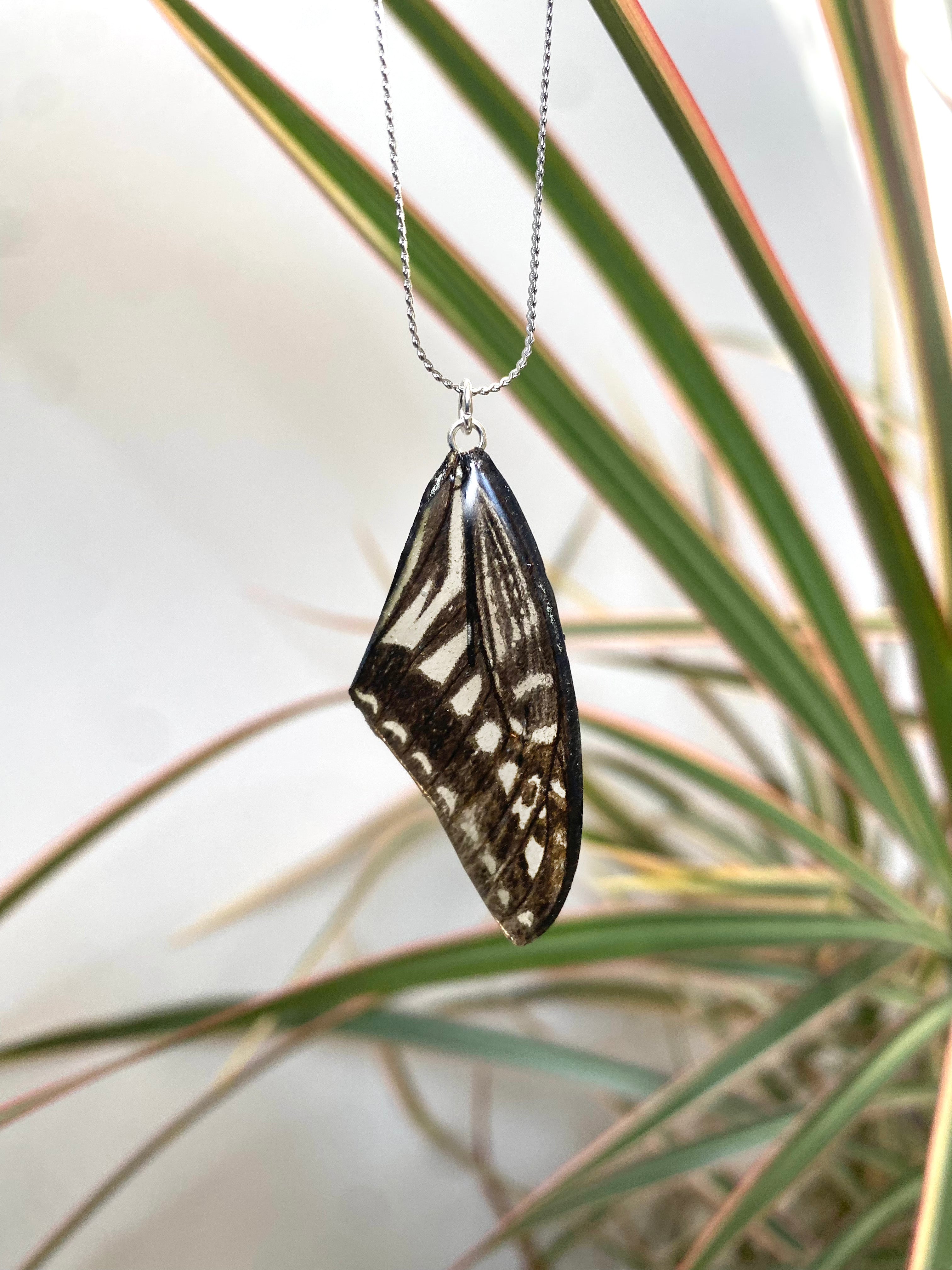 Chaine et Pendentif papillon véritable