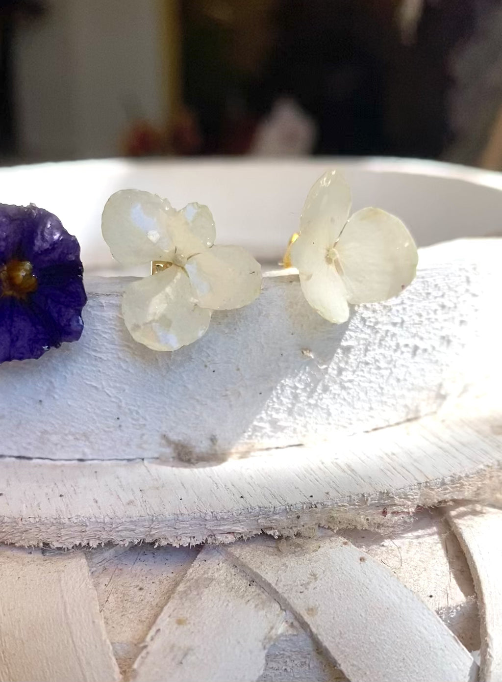 Puces d'oreilles fleur Solanum violette
