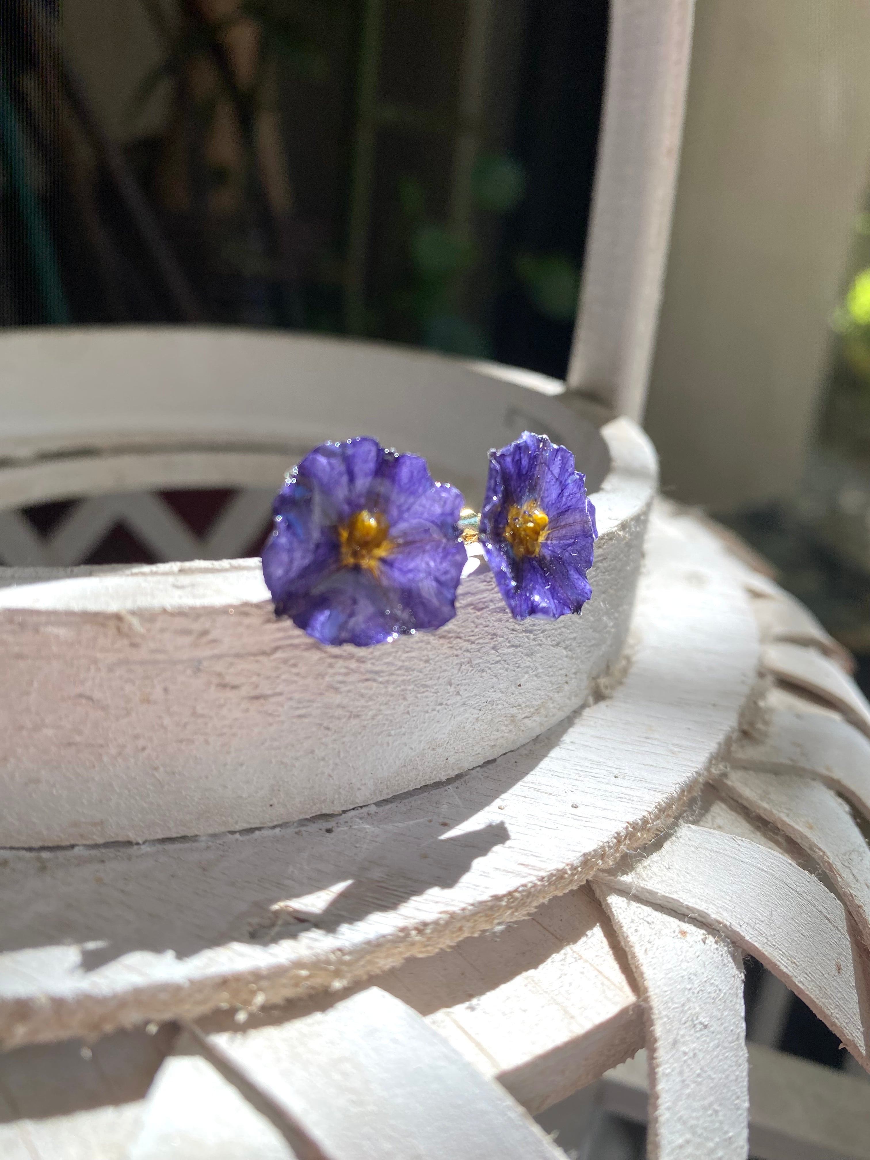 Puces d'oreilles fleur Solanum violette