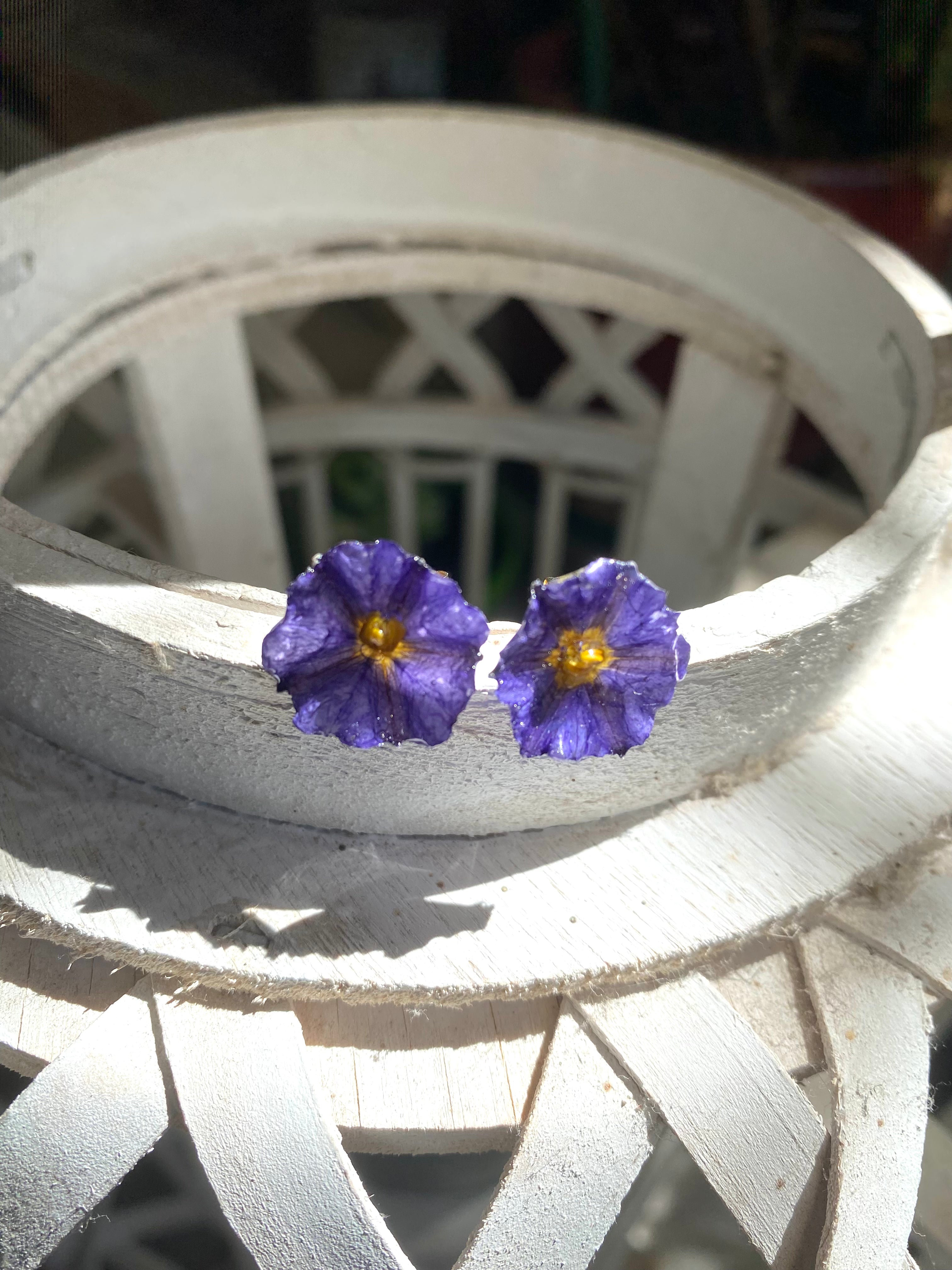 Puces d'oreilles fleur Solanum violette