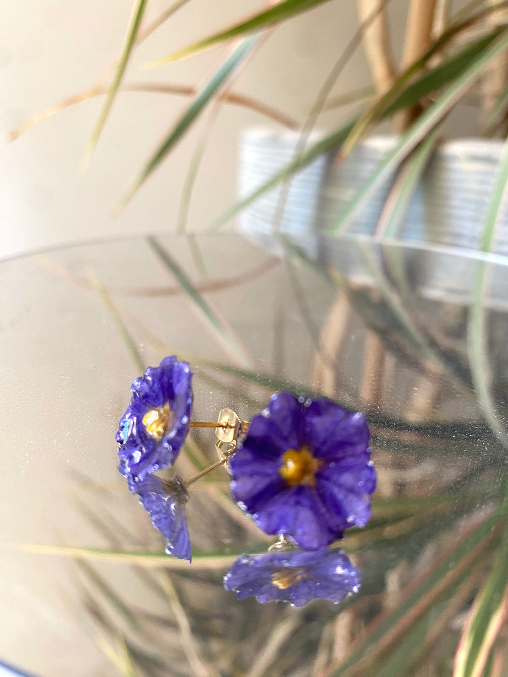 Puces d'oreilles fleur Solanum violette