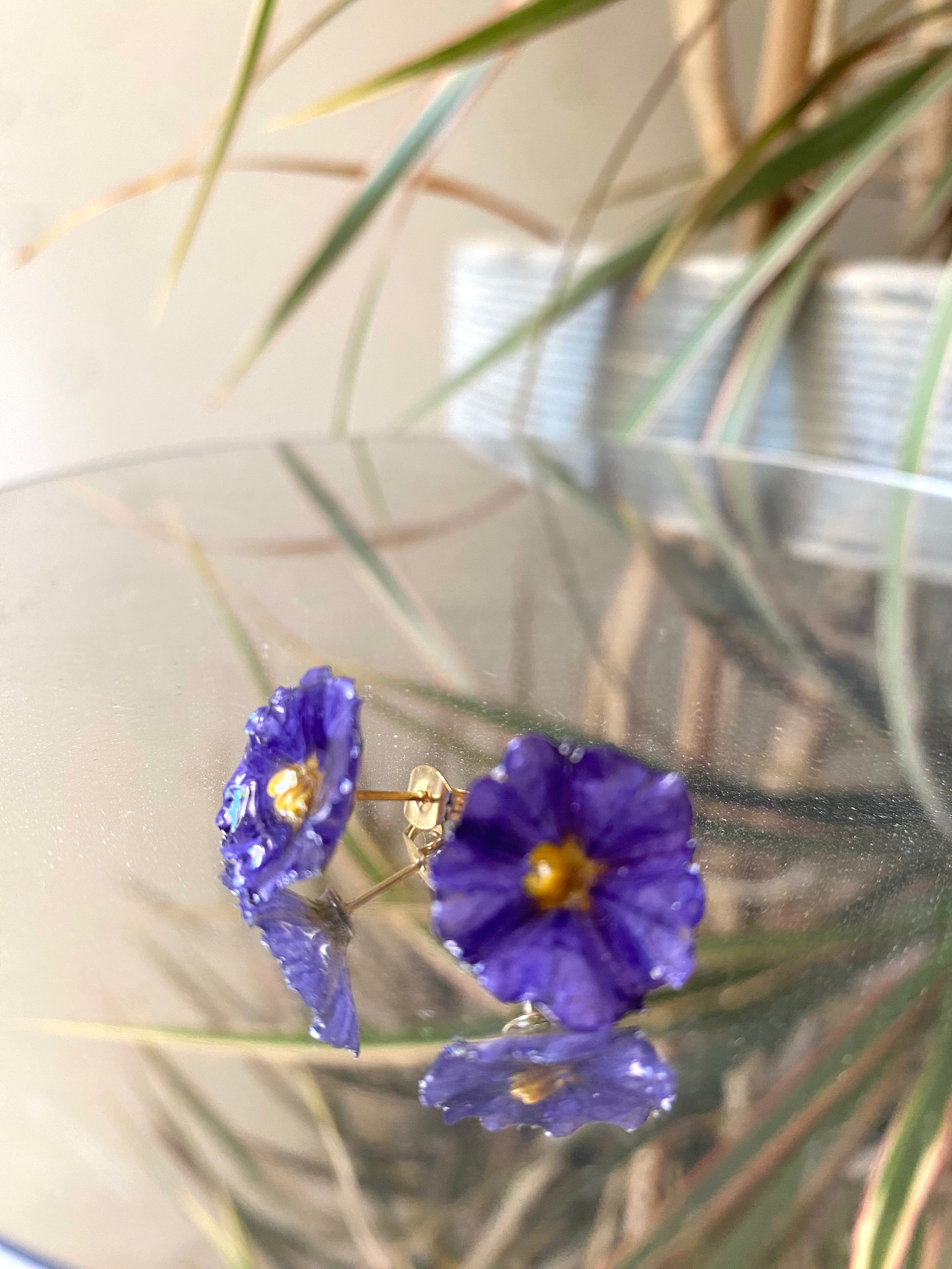 Puces d'oreilles fleur Solanum violette